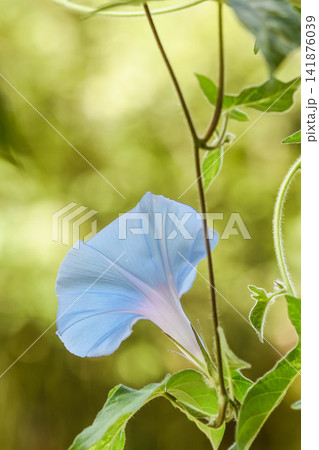 夏イメージ アサガオの花 夏イメージ アサガオの花 141876039