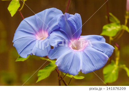 夏イメージ アサガオの花 夏イメージ アサガオの花 141876209