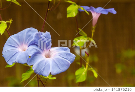 夏イメージ　アサガオの花 141876210
