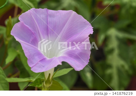 夏イメージ アサガオの花 夏イメージ アサガオの花 141876219