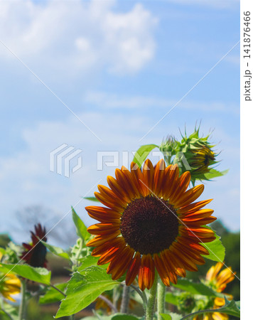 青空と白い雲を背景に咲く赤いひまわりの花、夏の植物と自然の風景 141876466