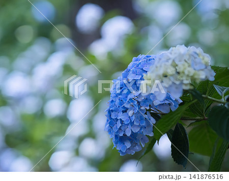 青い紫陽花 青い紫陽花 141876516