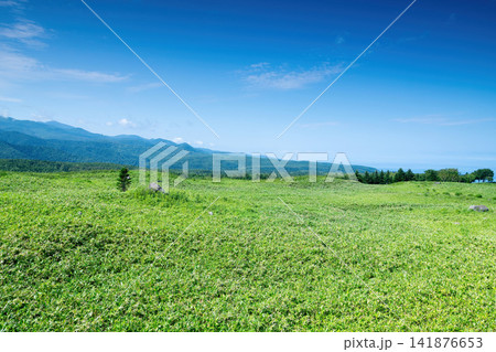 原生林と知床連山 原生林と知床連山 141876653