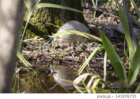 Nine-Banded Armadillo Foraging in the Forest Nine-Banded Armadillo Foraging in the Forest 141876735