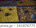 Roasted chickpeas and beans street food market display in Asia with copy space 141876775