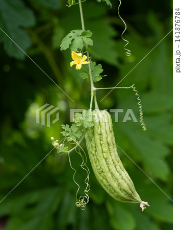 ゴーヤの花と実と葉と巻きひげ 141876784