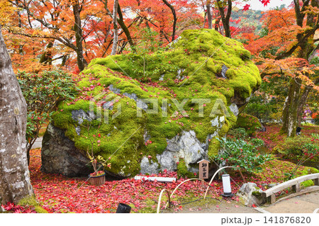 京都 宝厳院 獅子吼の庭 獅子岩と秋の美しい紅葉(京都府京都市右京区) 京都 宝厳院 獅子吼の庭 獅子岩と秋の美しい紅葉(京都府京都市右京区) 141876820