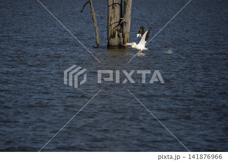 American Pelican Landing American Pelican Landing 141876966