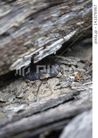 Juvenile Cottonmouth Snake 141876967