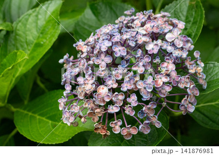 咲き進みアンティークカラーに色づいた紫陽花 141876981