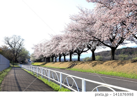 那珂川河畔公園の桜並木／栃木県 那須塩原市 黒磯 141876998