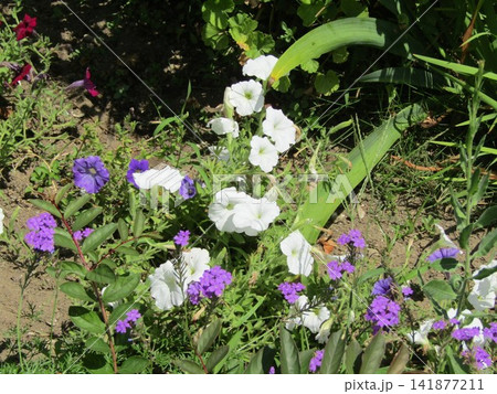 紫色のバーベナの花と白色と紫色のペチニアの花 141877211
