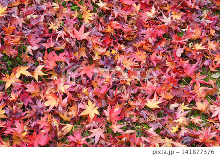 京都　宝厳院　獅子吼の庭　秋の美しい紅葉と散りもみじ（京都府京都市右京区） 141877376