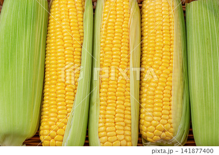 fresh sweet corn cobs with husks arranged on a wooden tray 141877400
