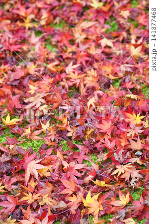 京都 宝厳院 獅子吼の庭 秋の美しい紅葉と散りもみじ(京都府京都市右京区) 京都 宝厳院 獅子吼の庭 秋の美しい紅葉と散りもみじ(京都府京都市右京区) 141877468