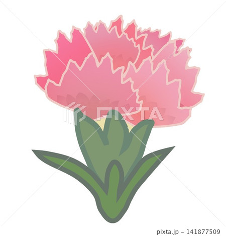 サーモンピンクのダイアンサスのイラスト 141877509