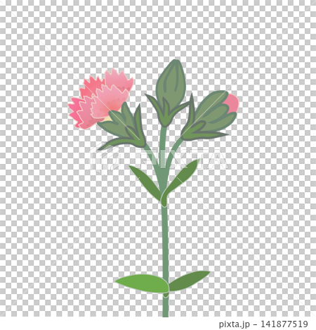 Illustration of salmon pink dianthus Illustration of salmon pink dianthus 141877519