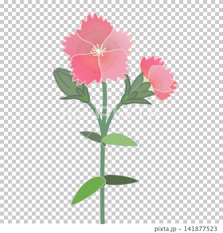 Illustration of salmon pink dianthus Illustration of salmon pink dianthus 141877523