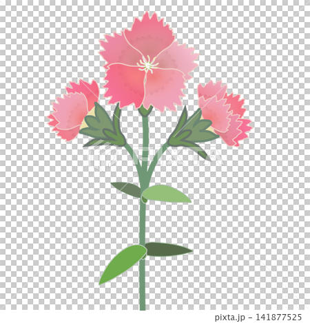 Illustration of salmon pink dianthus Illustration of salmon pink dianthus 141877525