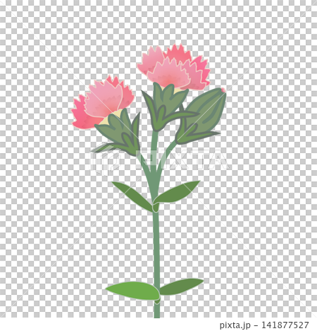 Illustration of salmon pink dianthus Illustration of salmon pink dianthus 141877527