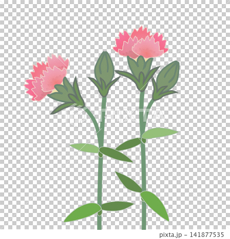 サーモンピンクのダイアンサスのイラスト 141877535