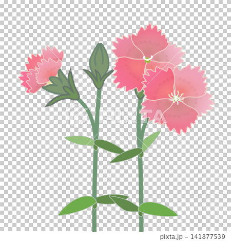 Illustration of salmon pink dianthus Illustration of salmon pink dianthus 141877539