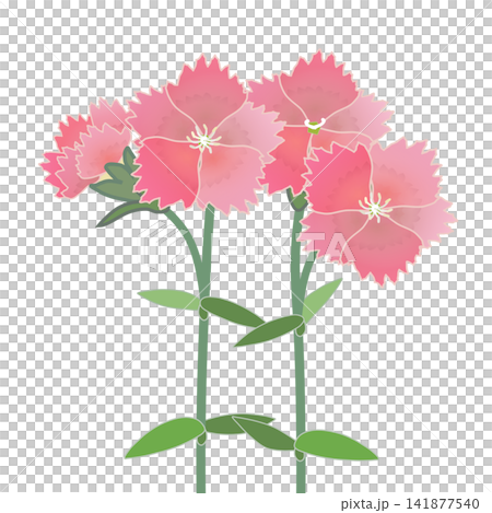 サーモンピンクのダイアンサスのイラスト 141877540