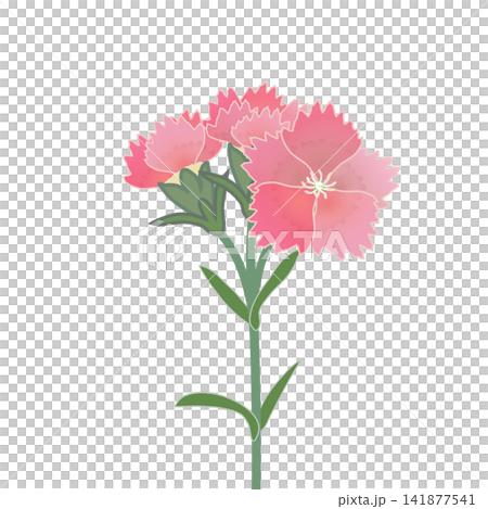 サーモンピンクのダイアンサスのイラスト 141877541