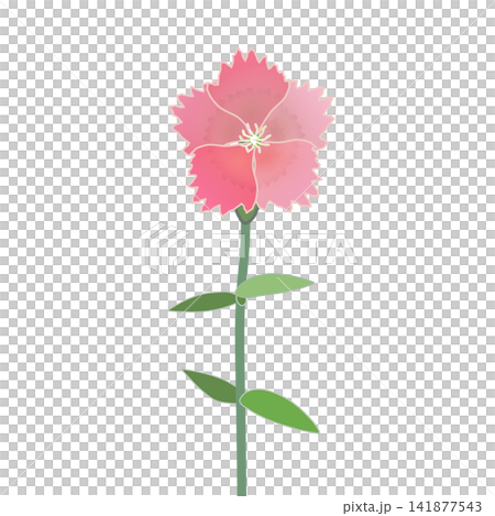 Illustration of salmon pink dianthus Illustration of salmon pink dianthus 141877543