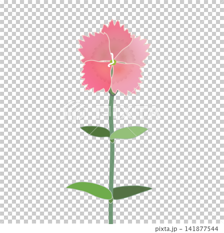 サーモンピンクのダイアンサスのイラスト サーモンピンクのダイアンサスのイラスト 141877544