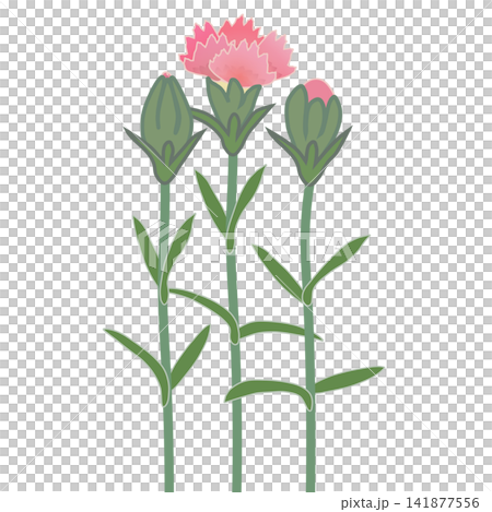 Illustration of salmon pink dianthus Illustration of salmon pink dianthus 141877556