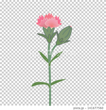 Illustration of salmon pink dianthus Illustration of salmon pink dianthus 141877560