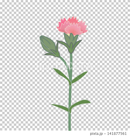 Illustration of salmon pink dianthus Illustration of salmon pink dianthus 141877561