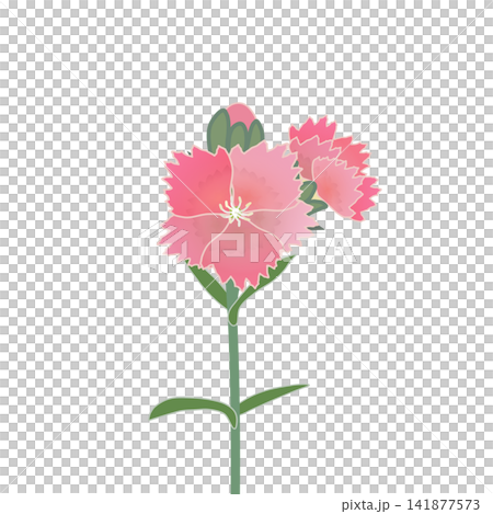 サーモンピンクのダイアンサスのイラスト 141877573