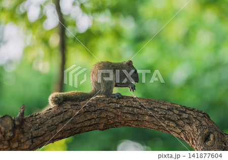 Small grey squirrel sits on a rough wooden branch in a lush green forest while it eats a piece of food held in its paws. Small grey squirrel sits on a rough wooden branch in a lush green forest while it eats a piece of food held in its paws. 141877604