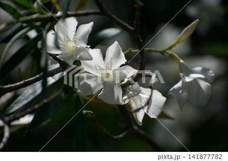 キョウチクトウの花 キョウチクトウの花 141877782