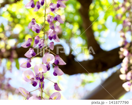 藤の花のある風景 141877790