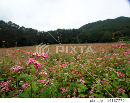 赤ソバの花畑 赤ソバの花畑 141877794
