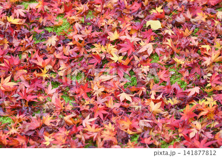 京都 宝厳院 獅子吼の庭 秋の美しい紅葉と散りもみじ(京都府京都市右京区) 京都 宝厳院 獅子吼の庭 秋の美しい紅葉と散りもみじ(京都府京都市右京区) 141877812