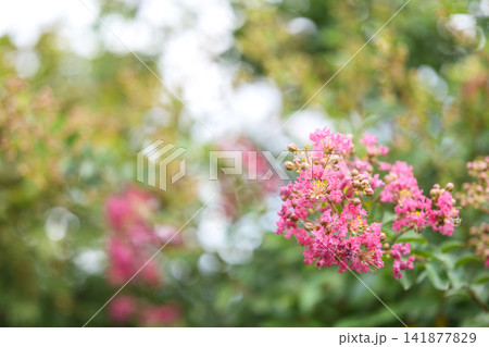 サルスベリ ピンク お花 夏 8月 イメージ サルスベリ ピンク お花 夏 8月 イメージ 141877829