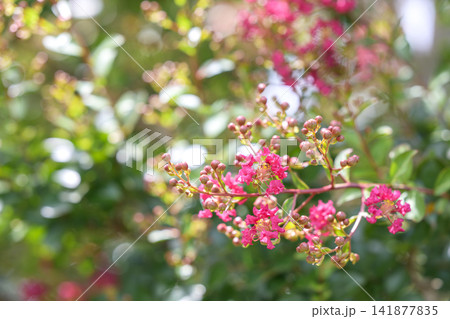 サルスベリ ピンク お花 夏 8月 イメージ 141877835
