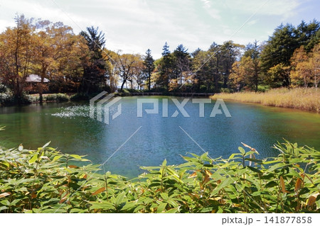 静寂に包まれた神秘的な沼(牛池 群馬県 嬬恋村) 静寂に包まれた神秘的な沼(牛池 群馬県 嬬恋村) 141877858