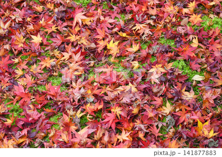 京都 宝厳院 獅子吼の庭 秋の美しい紅葉と散りもみじ(京都府京都市右京区) 京都 宝厳院 獅子吼の庭 秋の美しい紅葉と散りもみじ(京都府京都市右京区) 141877883