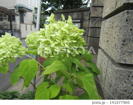 色の変化が楽しいアナベル紫陽花の花 色の変化が楽しいアナベル紫陽花の花 141877960