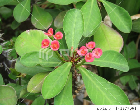我が家ので育成中の赤い花はハナキリンの花 我が家ので育成中の赤い花はハナキリンの花 141877961