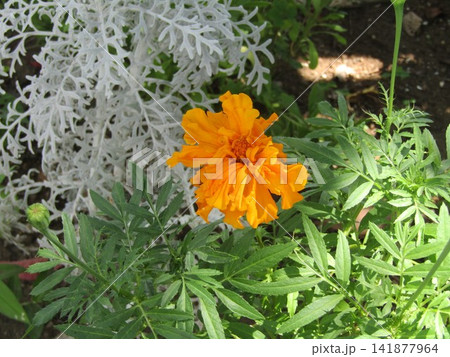 マリーゴールドのオレンジの花 マリーゴールドのオレンジの花 141877964