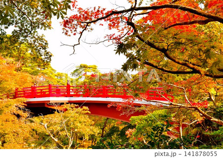 紅葉に映える新潟県弥彦公園もみじ谷観月橋 紅葉に映える新潟県弥彦公園もみじ谷観月橋 141878055