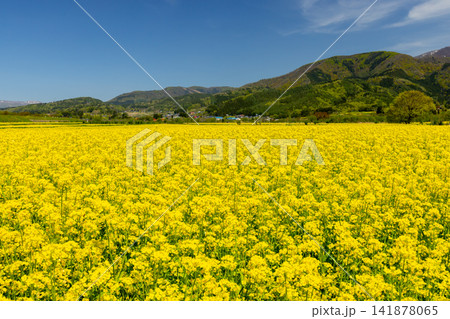 長野県飯山市 花の駅千曲川前の千曲川河川敷一面に広がる菜の花畑と対岸の山々の景色 長野県飯山市 花の駅千曲川前の千曲川河川敷一面に広がる菜の花畑と対岸の山々の景色 141878065