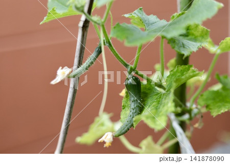 暑さで葉が黄色く枯れたキュウリの苗 家庭菜園のなり始めの小さなキュウリ 暑さで葉が黄色く枯れたキュウリの苗 家庭菜園のなり始めの小さなキュウリ 141878090