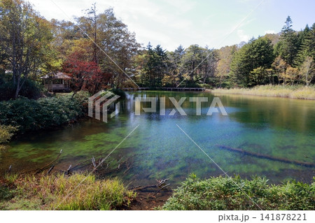 水草と倒木が見える透明な池(牛池　群馬県 嬬恋村） 141878221